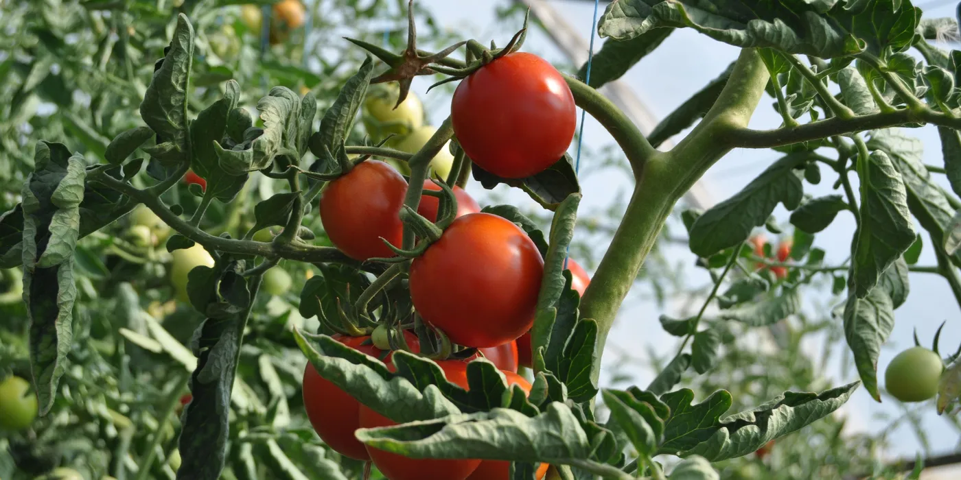 Racimo de tomates en tutorado dentro de un invernadero